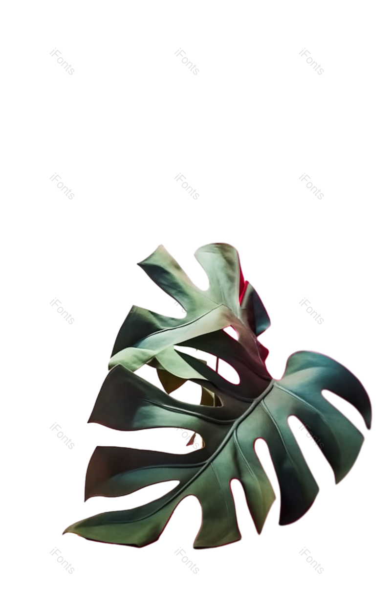 叶子图片,节日元素,摄影PNG,传统节日免抠素材